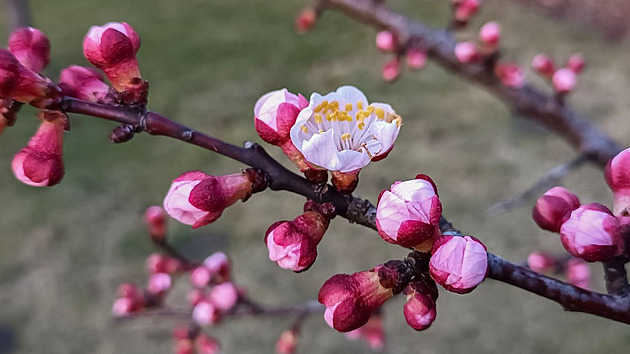 Meruňky jsou citlivé na špatný řez. Naučte se jarní a Šittův střih správně