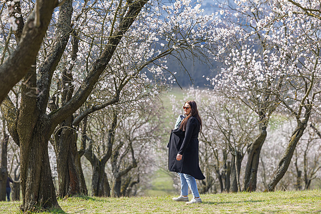 OBRAZEM: Bílá a růžová krása. Mandloně v Hustopečích kvetou, trvá to ale jen pár dní