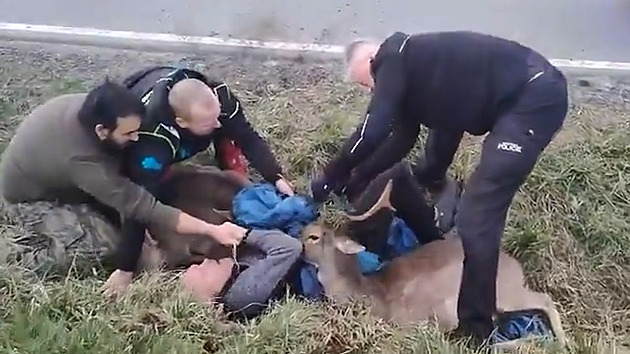 VIDEO: Kopl mě do hlavy? V Řevnicích vyprošťovali daňky zamotané do sítě