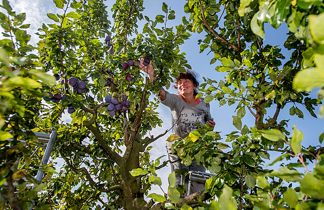 Řez švestek se nesmí podcenit. Špatný termín nebo technika zničí celý strom