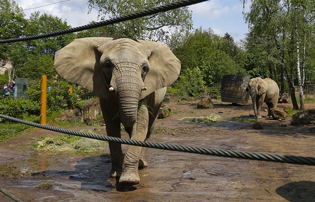 Naprosto nečekané, řekli o smrtelném útoku slona na plachou samici zoologové