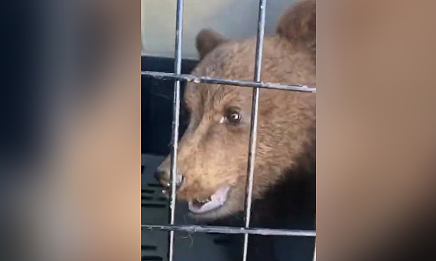 VIDEO: U školky na Slovensku našli medvídě, převzal si ho zásahový tým
